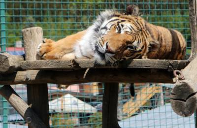 Za papoušky, klokany a tygry